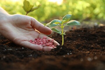 Woman putting fertilizer onto soil under plant outdoors, closeup