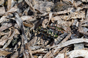 Dünen-Sandlaufkäfer // Dune tiger beetle (Cicindela hybrida) - Griechenland // Greece