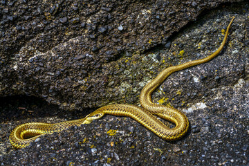 Northwestern Garter Snake (Thamnophis ordinoides)