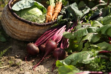 Different freshly harvested vegetables outdoors on sunny day