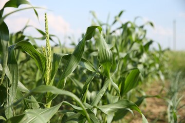 Green corn plants growing in field on sunny day, closeup