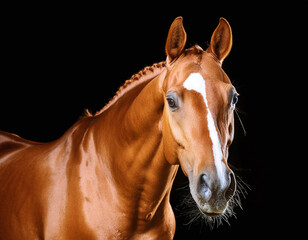 Obraz premium A striking chestnut horse, white blaze against a black backdrop