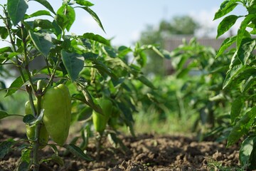 Bell pepper plants growing in field on sunny day