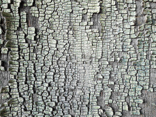 The texture of old cracked paint in close-up