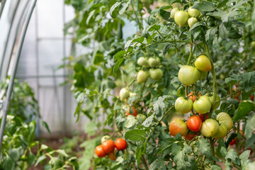 Young tomato plants with green and red fruits in a greenhouse