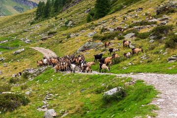 Flock of goats (Passeirer Gebirgsziege) in the mountains of Texel group, South Tyrol, Italy