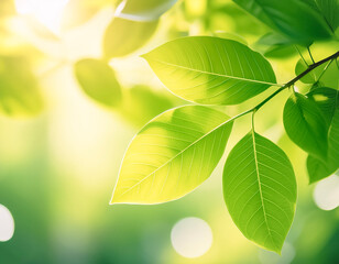 Fototapeta premium Soft focus of a Nature of green leaf in garden at summer. Natural green leaves plants using as spring background concept.