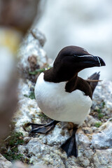 Razorbill (Alca torda) Found in the North Atlantic