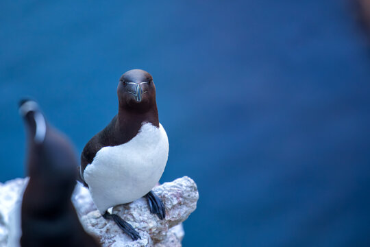 Razorbill (Alca torda) Found in the North Atlantic