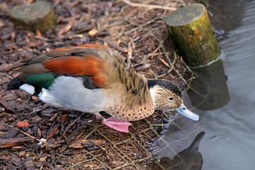 Ringed Teal Duck (Callonetta leucophrys) Found in South America