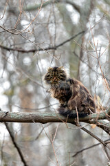 Siberian Cat (Felis catus) Native to Russia