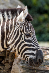 Zebra (Equus quagga) Native to Africa