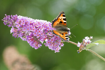 Small tortoiseshell butterfly (Aglais urticae) perched on summer lilac in Zurich, Switzerland