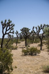 Row of Joshua Trees at Saddleback Butte State Park in California's High Desert