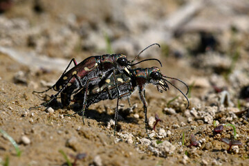 Dünen-Sandlaufkäfer // Dune tiger beetle (Cicindela hybrida) - Griechenland // Greece