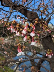 Pink blossom on branch at Japanese garden