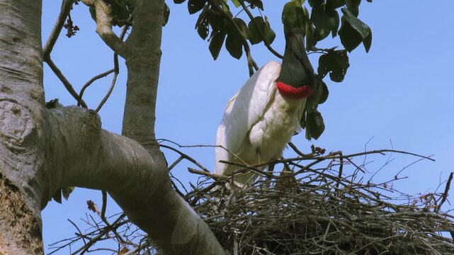 Large jabiru (Jabiru mycteria) in nest. Pantanal, Brazil.