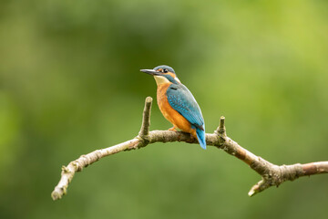 Fototapeta premium male kingfisher Alcedo atthis alert and on a favorite perch, green diffused background