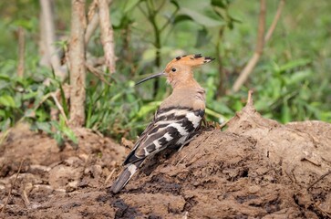 Photo of Eurasian hoopoe bird.Eurasian hoopoe is the most widespread species of the genus Upupa, native to Europe, Asia and the northern half of Africa.