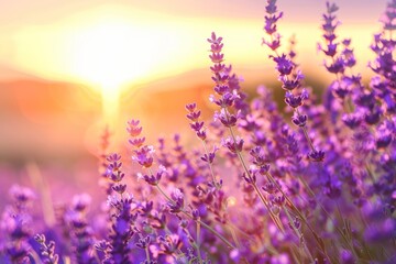 Close up amazing landscape of lavender field at sunset