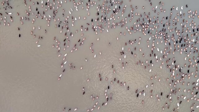 ducks swim in the Yenisei river city birds A large group of wild ducks swim in the icy water in a hole in a frozen river A family of ducks with beautiful plumage swim in the cold winter weather