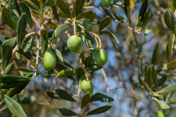 Fresh green olives hanging from an olive tree branch in Mediterranean garden