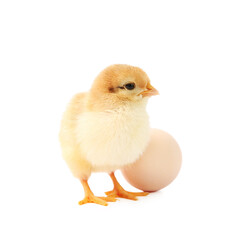 Cute chick and egg isolated on white. Baby animal
