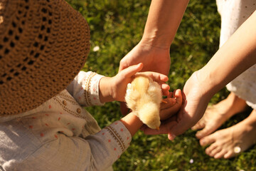Mother and her little daughter with cute chick on sunny day, closeup © New Africa
