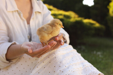 Woman holding cute chick outdoors, selective focus