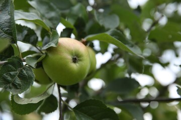 Fresh ripe apples on tree in garden