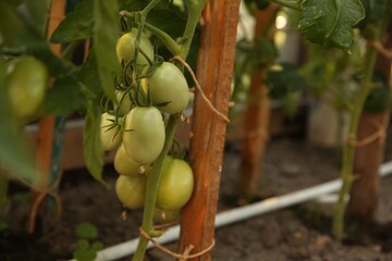 Unripe tomatoes growing in greenhouse, closeup. Vegetable garden