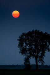 Sunset over a lone country tree, smoke filled air.