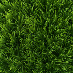 Fototapeta premium green grass texture