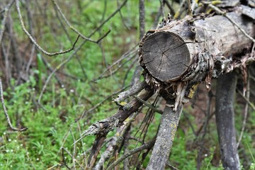 old dry tree trunk in the forest
