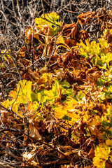 Rumex lunaria belongs to the Polygonaceae family.