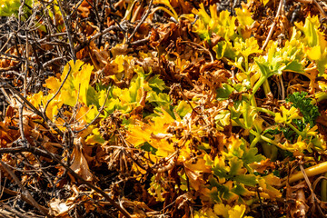 Rumex lunaria belongs to the Polygonaceae family.