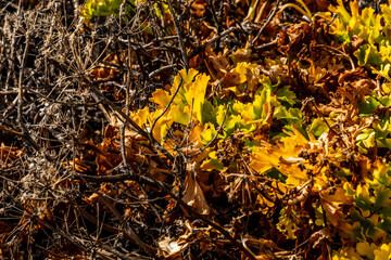 Rumex lunaria belongs to the Polygonaceae family.