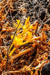 Rumex lunaria belongs to the Polygonaceae family.