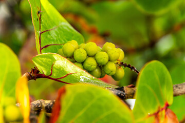 Coccoloba uvifera pertenece a la familia de Polygonaceae.