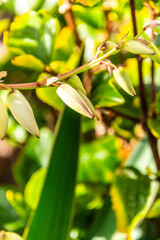 Yucca aloifolia pertenece a la familia de Agavaceae.