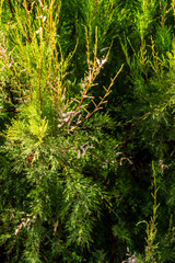 Tamarix chinensis pertenece a la familia de Tamaricaceae.