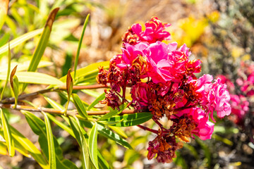 Nerium oleander pertenece a la familia de Apocynaceae.