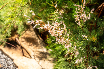 Tamarix chinensis pertenece a la familia de Tamaricaceae.