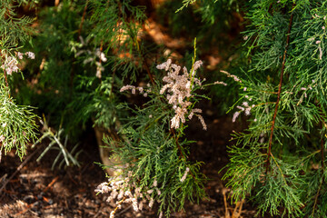 Tamarix chinensis pertenece a la familia de Tamaricaceae.