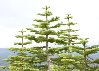Fototapeta premium Tops of Pine trees with mountains and skyline in background. Abies grandis , idahoensis. Interior grand fir.