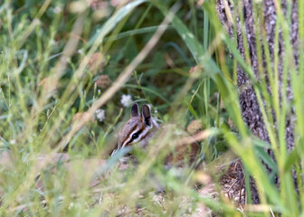 Chipmunk hiding in tall grass eating, view through grass of profile of face.