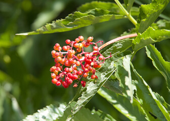 Close up on cluster of Sambucus racemosa berries, a species of elderberry known by the common names red elderberry and red-berried elder.