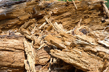 Close up on shattered pine tree trunk in the forest.