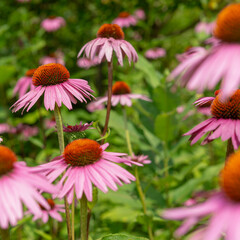 Fototapeta premium purple coneflowers