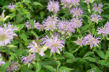 pink monarda or bee balm in the park